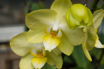 yellow phalaenopsis or Moth dendrobium Orchid flower .  yellow Orchids Isolated on blur background. butterfly orchids.  Closeup of yellow phalaenopsis orchid.  Phalaenopsis yellow red stripe hybrid 