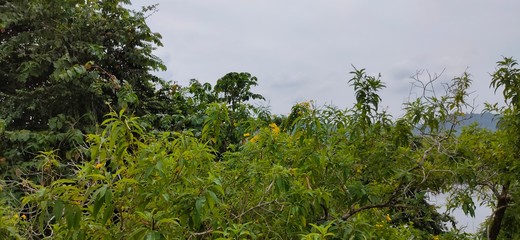 Obraz premium trees and blue sky