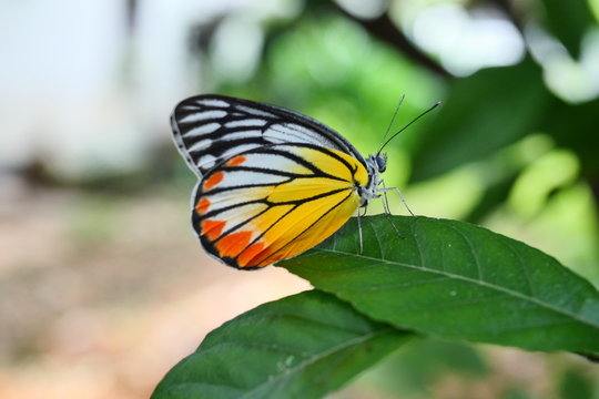 The Painted Jezebel (Delias hyparete) Butterfly on green leaf with natural green background, Yellow with orange and black color stripes on white wing