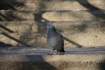 Fototapeta premium Dove in the park on a winter day