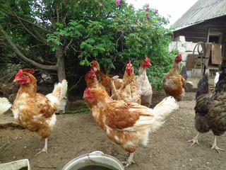Portraits of domestic hens close-up. Brown Chicken at Home Yard