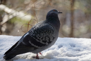 Dove in the park on a winter day