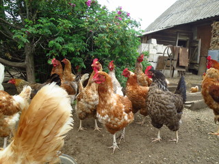 Portraits of domestic hens close-up. Brown Chicken at Home Yard