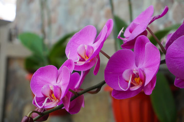 Fototapeta na wymiar Purple flower phalaenopsis orchid . commonly known as the moon orchid or moth orchid butterfly orchids. pink Phalaenopsis or Moth dendrobium Orchid flower.Phalaenopsis amabilis.