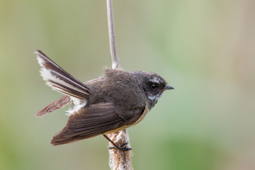 Pīwakawaka New Zealand Grey Fantail