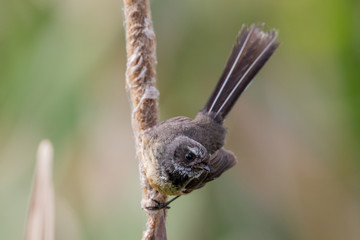 Pīwakawaka New Zealand Grey Fantail