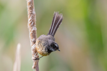 Pīwakawaka New Zealand Grey Fantail