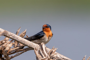 Welcome Swallow in Australasia