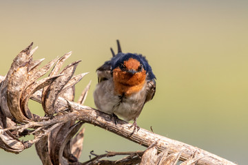 Welcome Swallow in Australasia