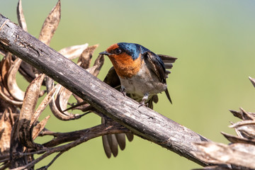 Welcome Swallow in Australasia