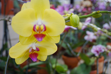 yellow phalaenopsis or Moth dendrobium Orchid flower .  yellow Orchids Isolated on blur background....