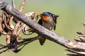 Welcome Swallow in Australasia