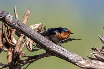 Welcome Swallow in Australasia