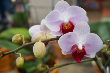 white phalaenopsis or Moth dendrobium orchid flower .  White Orchids Isolated on blur background. butterfly orchids.  Closeup of white phalaenopsis orchid.   