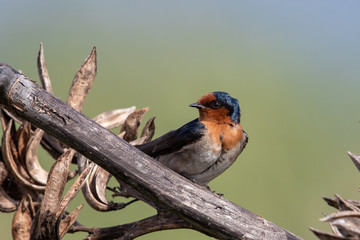 Welcome Swallow in Australasia