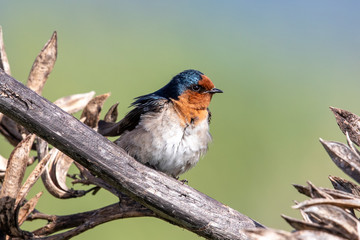 Welcome Swallow in Australasia