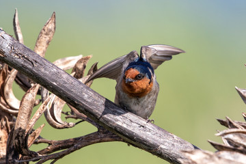 Welcome Swallow in Australasia