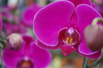Naklejka na ściany i meble Purple flower phalaenopsis orchid . commonly known as the moon orchid or moth orchid butterfly orchids. pink Phalaenopsis or Moth dendrobium Orchid flower.Phalaenopsis amabilis.