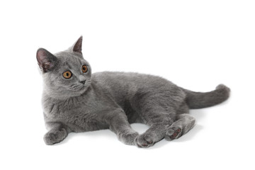 Lying british shorthair kitten on white background
