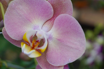 pink phalaenopsis.pink phalaenopsis or Moth dendrobium Orchid flower .  magenta orchids Isolated on...