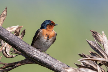Welcome Swallow in Australasia