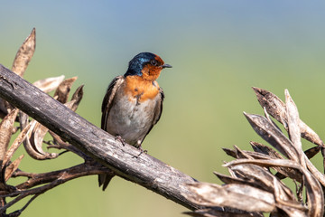 Welcome Swallow in Australasia