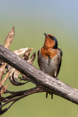 Welcome Swallow in Australasia