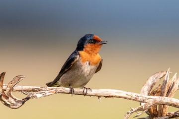 Welcome Swallow in Australasia