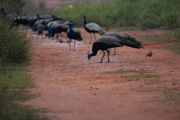 sandhill crane