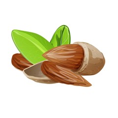 Raw almonds icon. Cartoon of raw almonds vector icon for web design isolated on white background