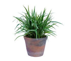 Green fresh  Plant tree or Cholorophytum comosum ( Anthesicum Vittatum) in ceramic pot isolated on white background with clipping path.