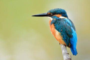 Exotic blue bird with brown feathers on its belly and large sharp beaks calmly perching on wooden branch in nature, Common Kingfisher