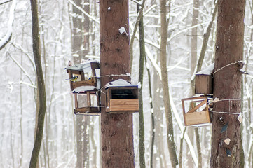 Winter forest, titmouse in the feeder, taking care of birds, environmental protection. Selective focus