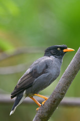 fascinated grey bird yellow bills and legs perching on tree branch, Javan myna (Acridotheres javanicus)
