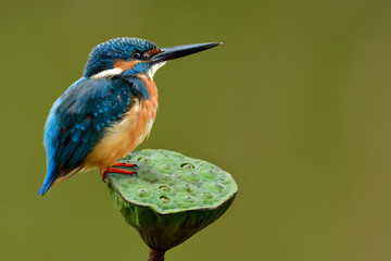 Fat blue to turquoise bird with brown chest to belly perching on bloom lotus seeds over fine green background, Alcedo atthis or Common Kingifisher in nature