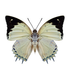 Jewelled Nawab (Polyura delphis) beautiful pale green butterfly with black wingtips and sharp...