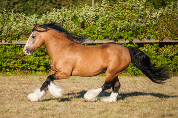 Amazing chestnut (brown with black mane) cart horse stallion gallop freely in the paddock during...