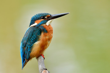 Little fat blue bird sitting on thin white branch in quiet moment, male of Common Kingfisher in soft light and fine green background