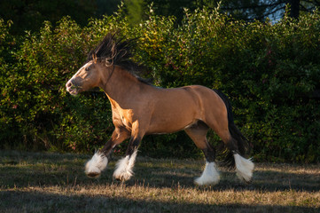Amazing chestnut (brown with black mane) cart horse stallion gallop freely in the paddock during...