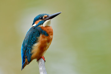 Little strong fat blue and brown bird with sharp eyes and beaks perching proud on wooden stick over soft environment, Common Kingfisher