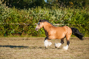 Naklejka na ściany i meble Amazing chestnut (brown with black mane) cart horse stallion gallop freely in the paddock during summer time. Concepts: animal, free, equestrian, portrait