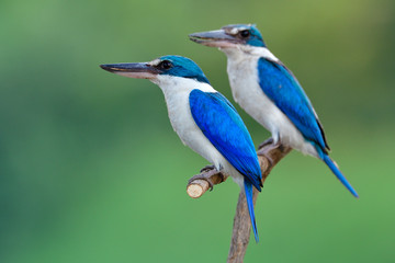 Pair of Todiramphus chloris (Collared kingfisher) perching on wood branch while relaxing from feeding their babies