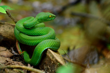 Poisonous green snake with big head and brown tail lying on tree root near stream ready to bite