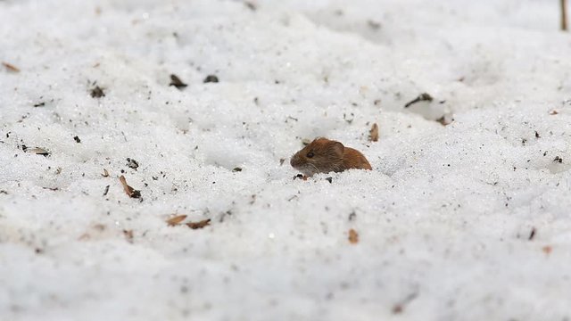 Common vole (Microtus arvalis) eats a sunflower seed while sitting in a snow