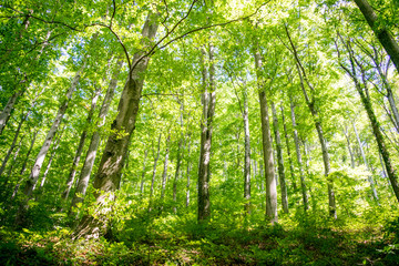 Fototapeta na wymiar Tall Deciduous Trees in Forest of Medvednica (Mountain) - Zagreb, Croatia 
