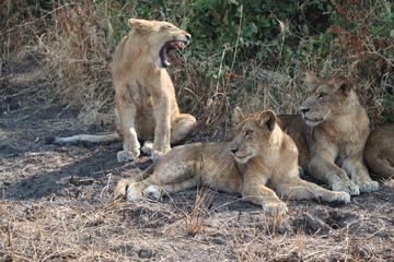 Lions Relaxing