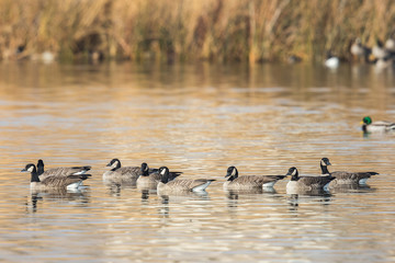 A Family Group of Canada Geese Rest on a Refuge Lake