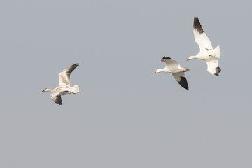 Fototapeta na wymiar A Trio of Snow Geese Performing Aerobatics to Lose Altitude 