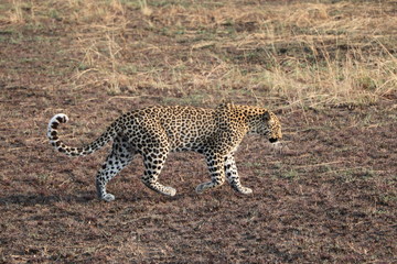 Leopard on the Prowl