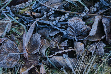 Frosted grass and leaves covered with rime. Winter background with copy space.